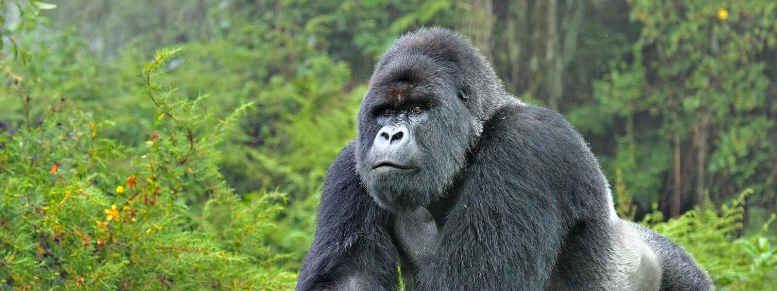 Uganda’s mountain gorillas in Bwindi Impenetrable Forest recovering through tourism.